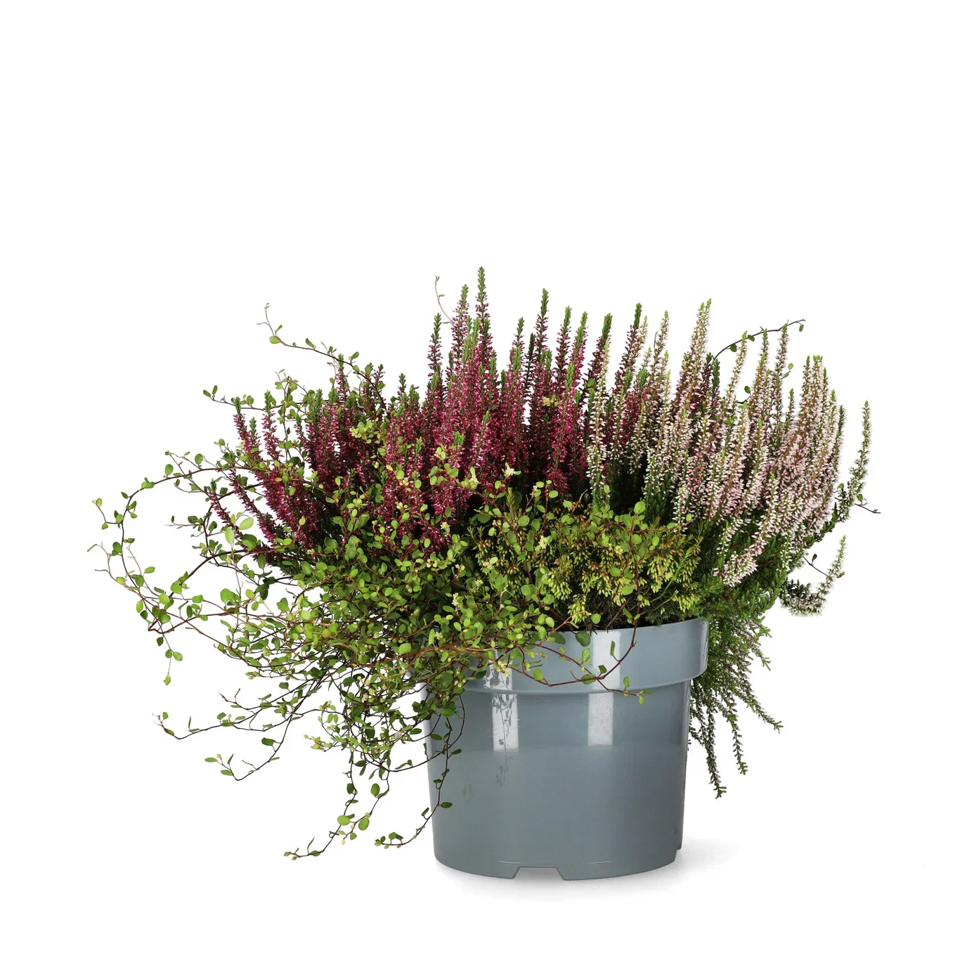 Høstmix med Røsslyng BEAUTY LADIES 'Beauty Belle'