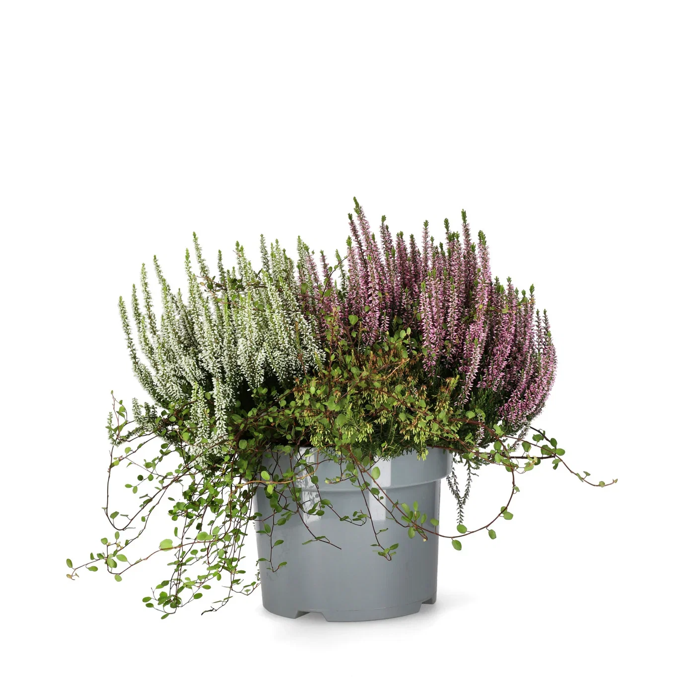 Høstmix med Røsslyng BEAUTY LADIES 'Beauty Belle'