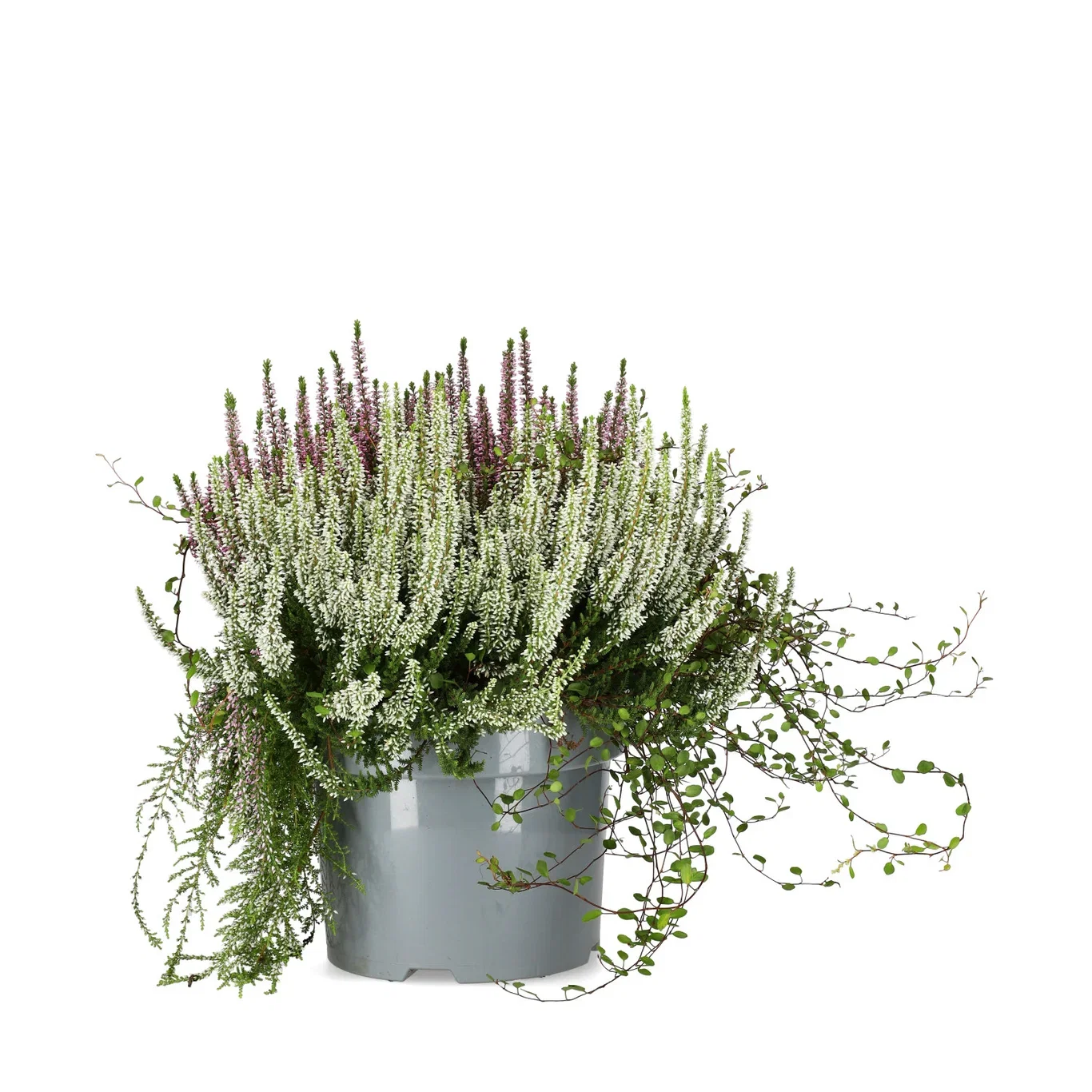 Høstmix med Røsslyng BEAUTY LADIES 'Beauty Belle'