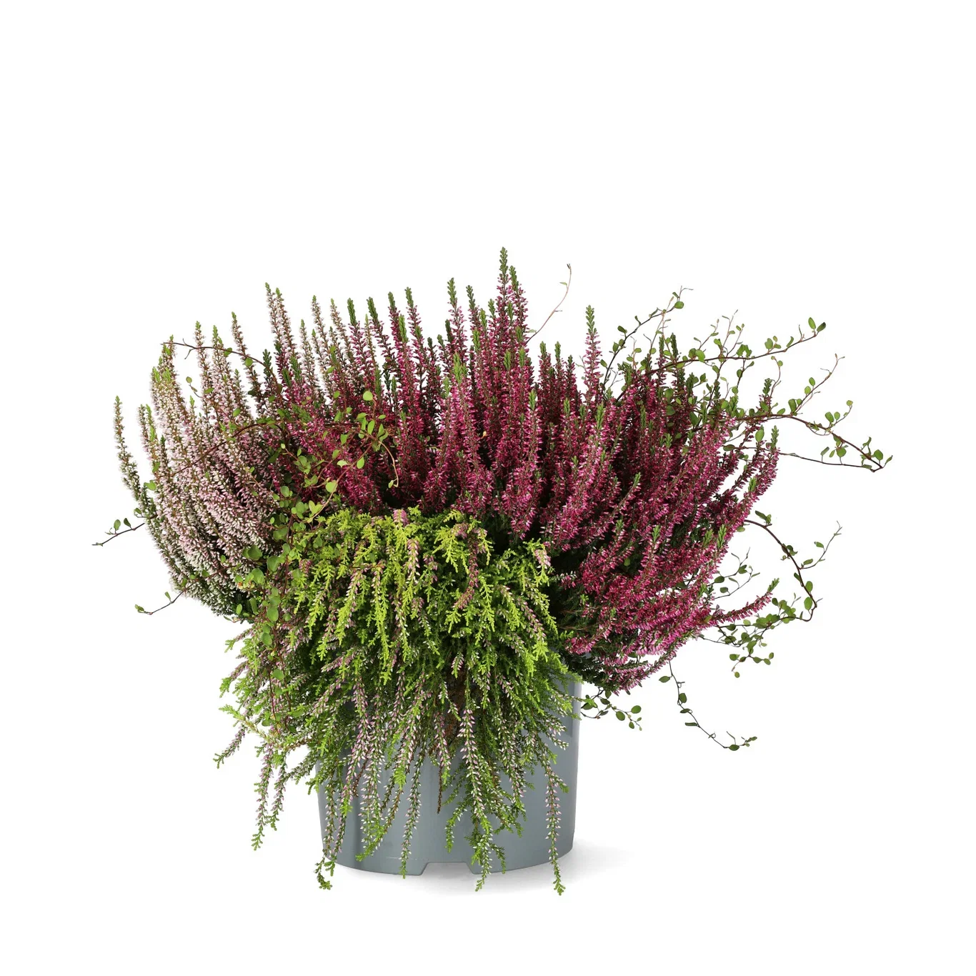 Høstmix med Røsslyng BEAUTY LADIES 'Beauty Belle'