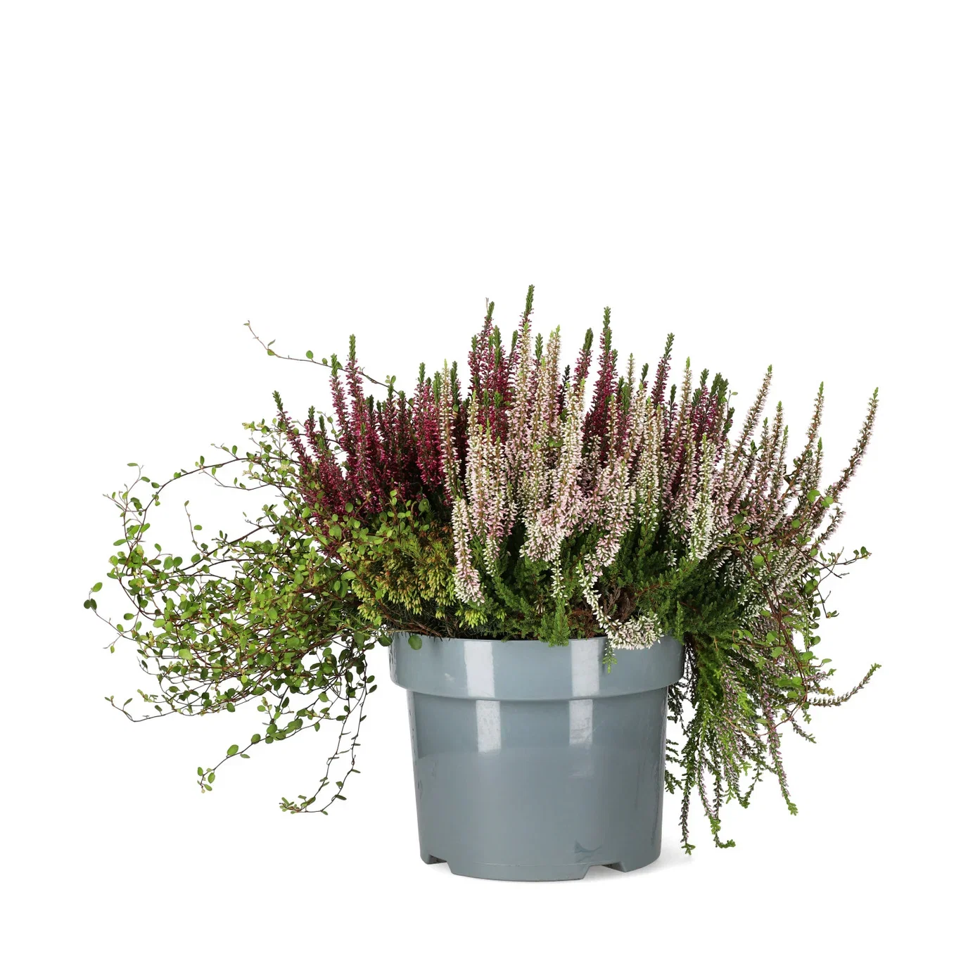 Høstmix med Røsslyng BEAUTY LADIES 'Beauty Belle'