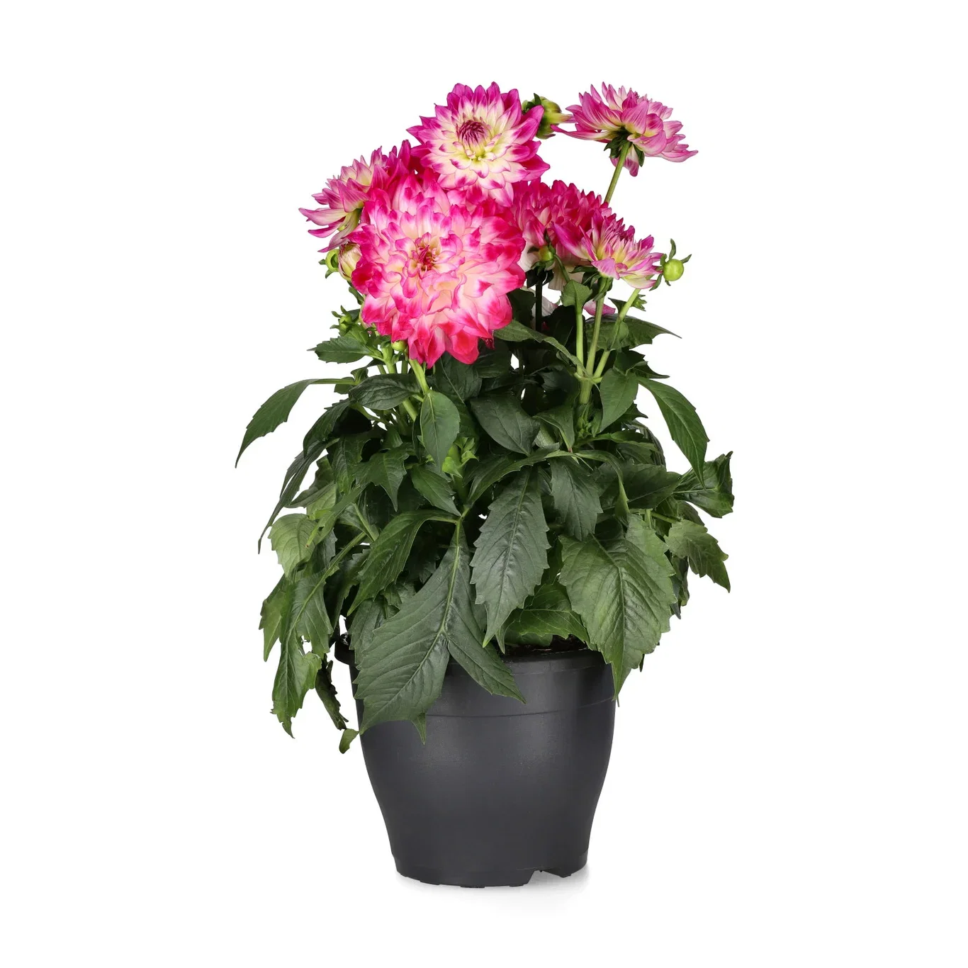 Dahlia green l. 'Suniq' Bicolor 23 cm