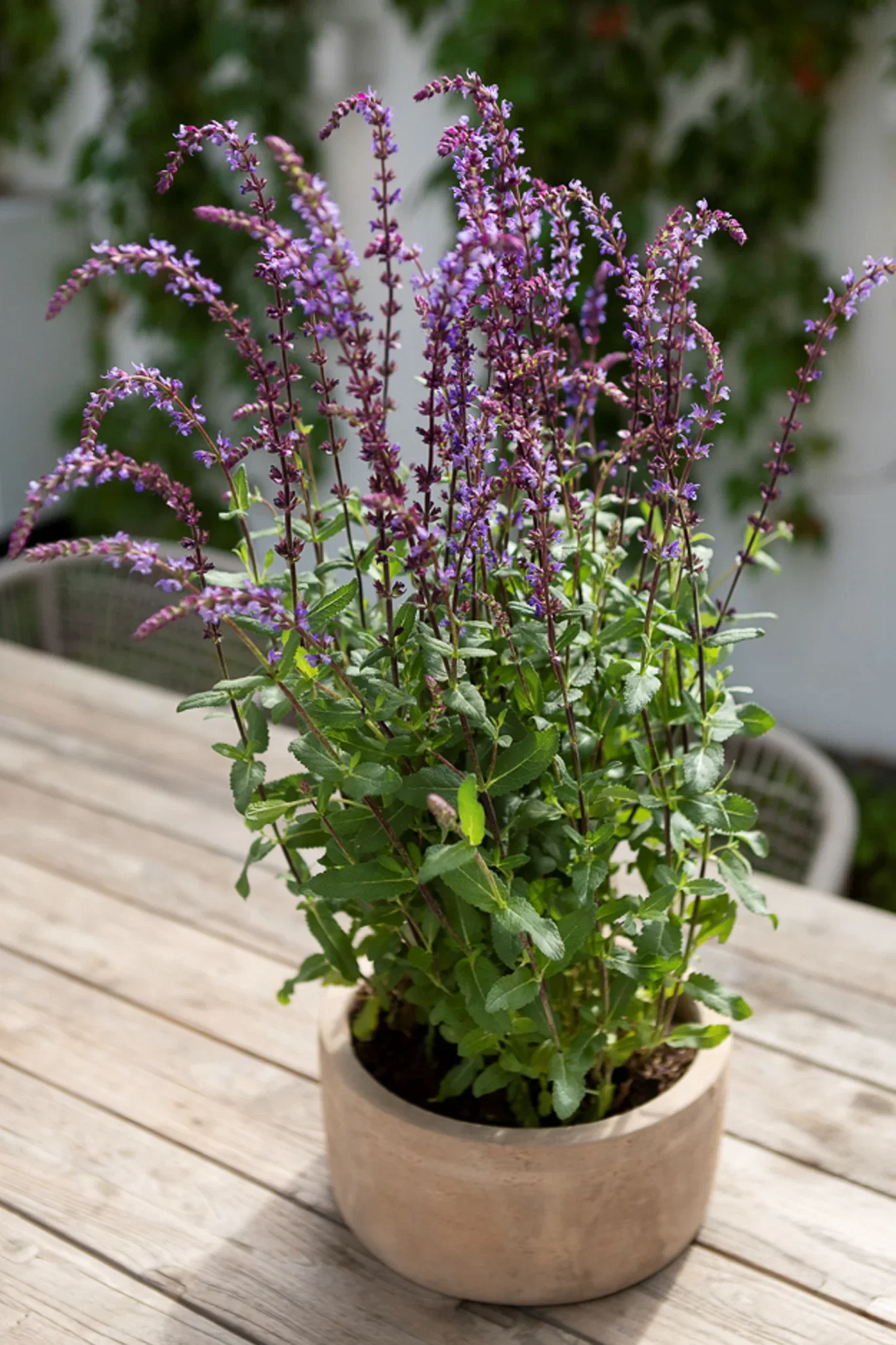 Rudy pot D41 terracotta