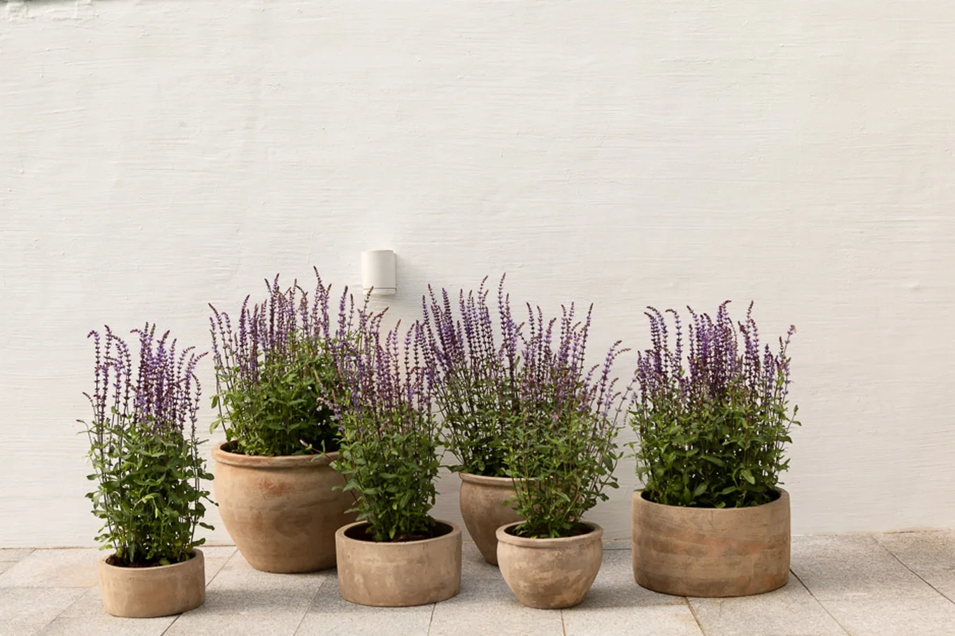 Rudy pot D41 terracotta