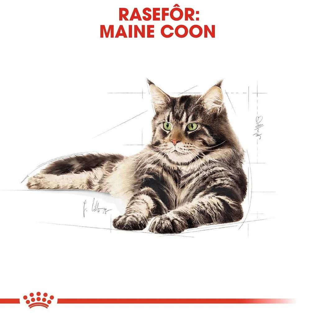 Royal Canin Maine Coon Adult