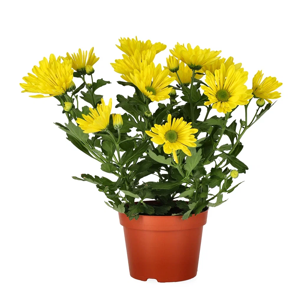Chrysanthemum indicum Easter 12 cm