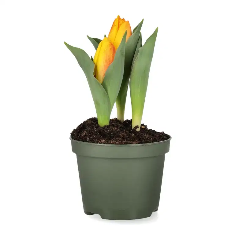 Tulipan 'Flair'