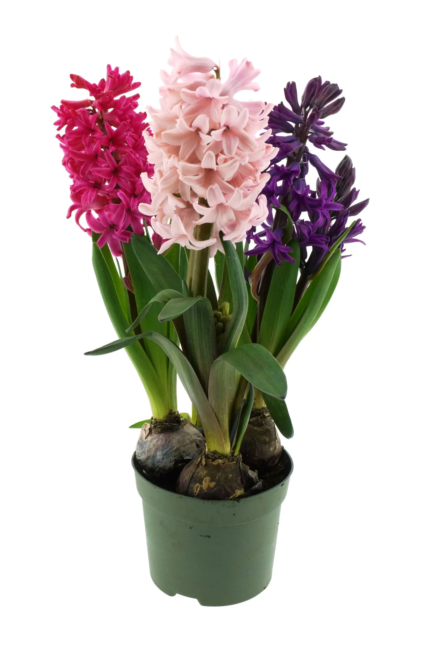 Hyacinthus Pastel 12 cm