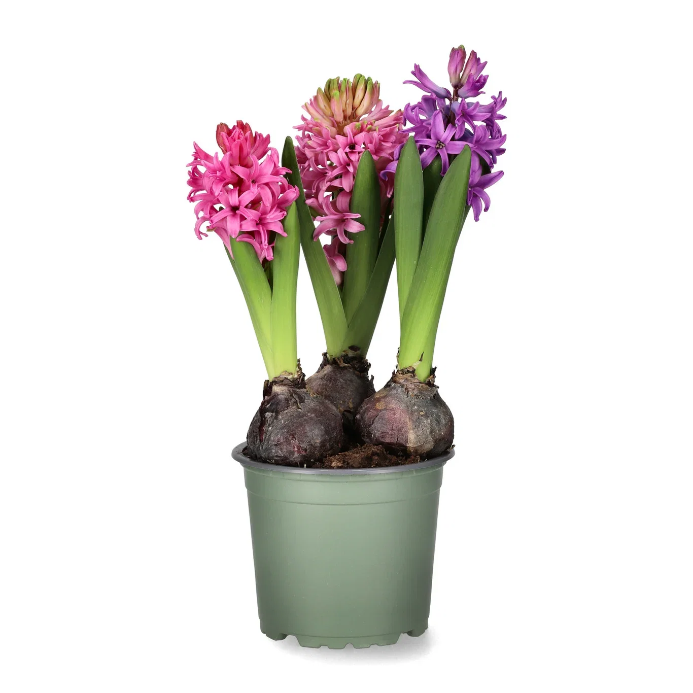 Hyacinthus Pastel 12 cm