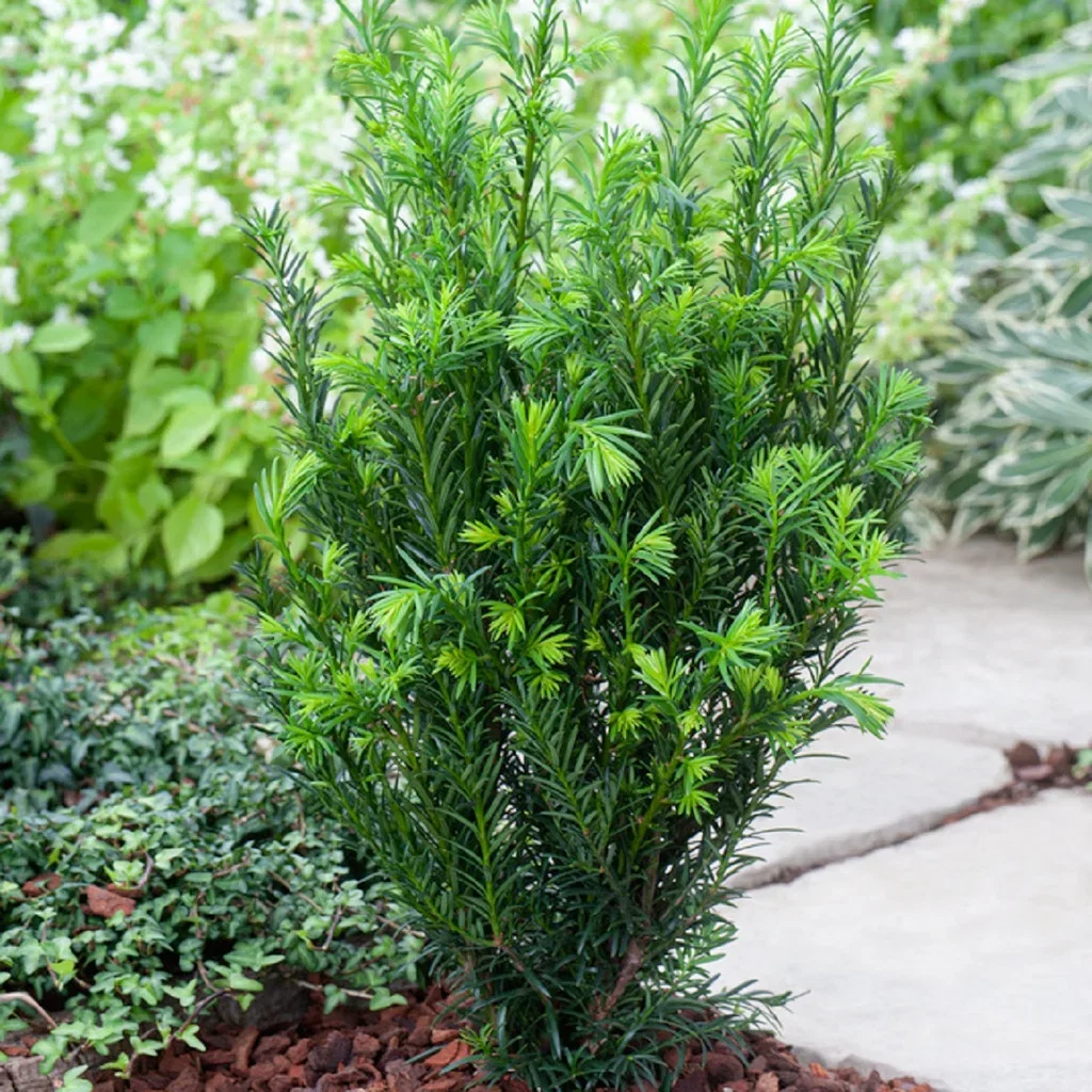 Taxus x media 'Groenland' 32cm Ball 24cm