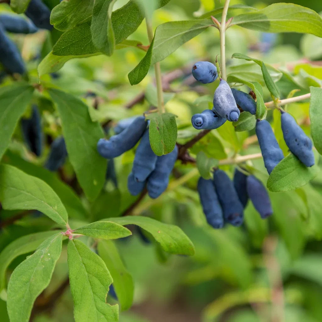 Lonicera caerulea var. kamt. 'Balalaika' 3,5L