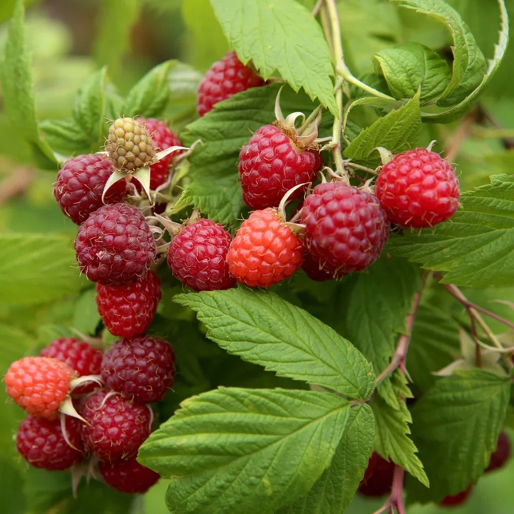 Hage bringebær MORMORSHALLON