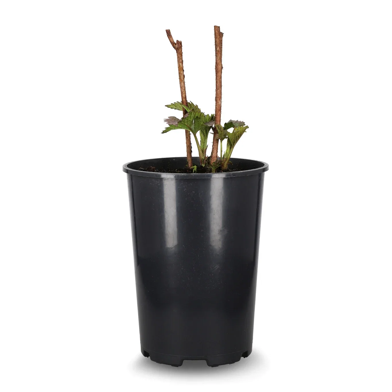 Hage bringebær MORMORSHALLON