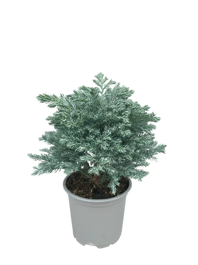 Krus-sypress ‘Sky Blue’