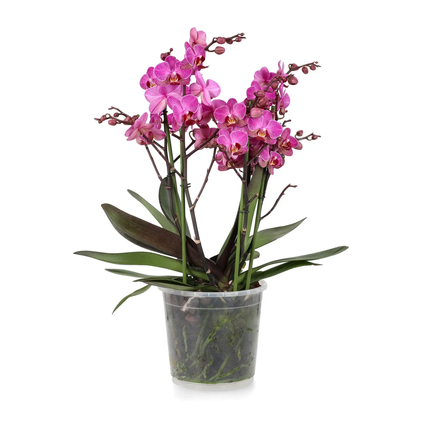 Orkidé 'Duetto Multi'