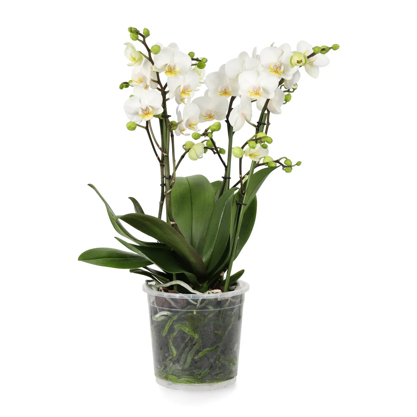 Orkidé 'Duetto Multi'