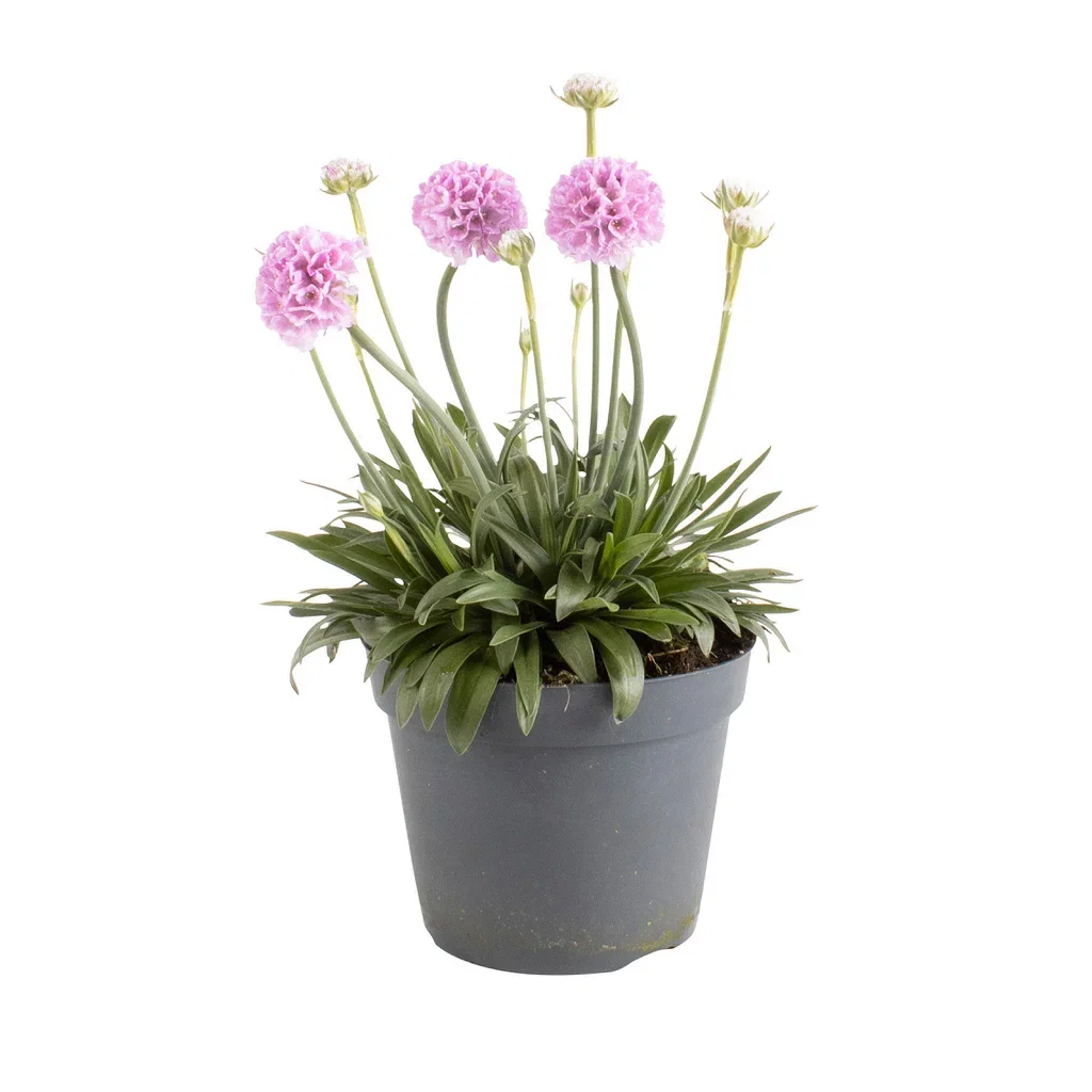 Dreameria 'Sweet Dreams' 15 cm