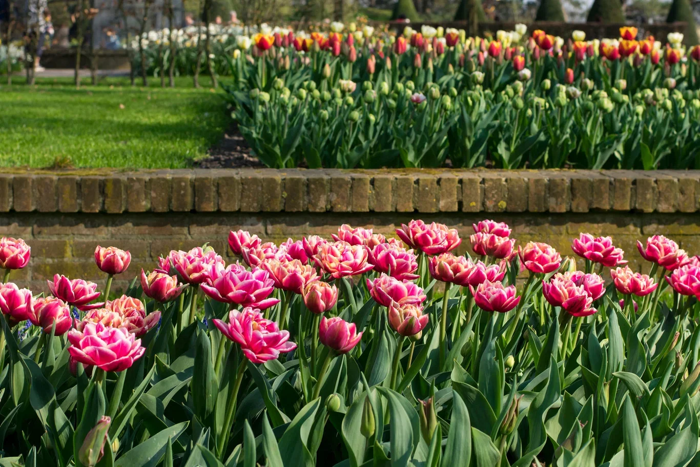 Tulipa Double Early Columbus - 6 bulbs