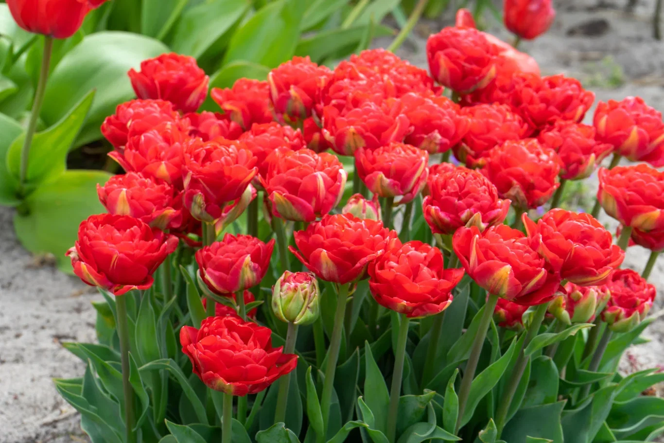 Tulip Double Early Pamplona 15 bulbs