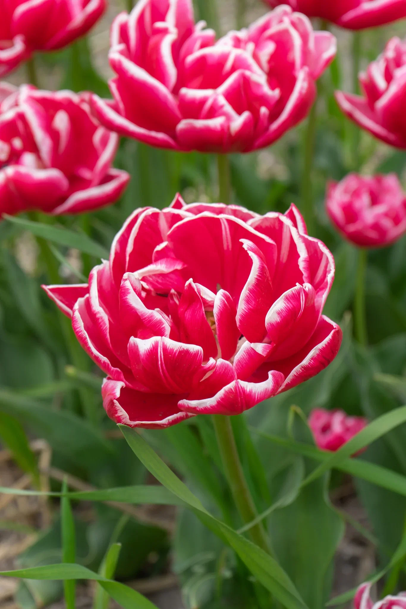 Tulipa Double Early Columbus - 6 bulbs