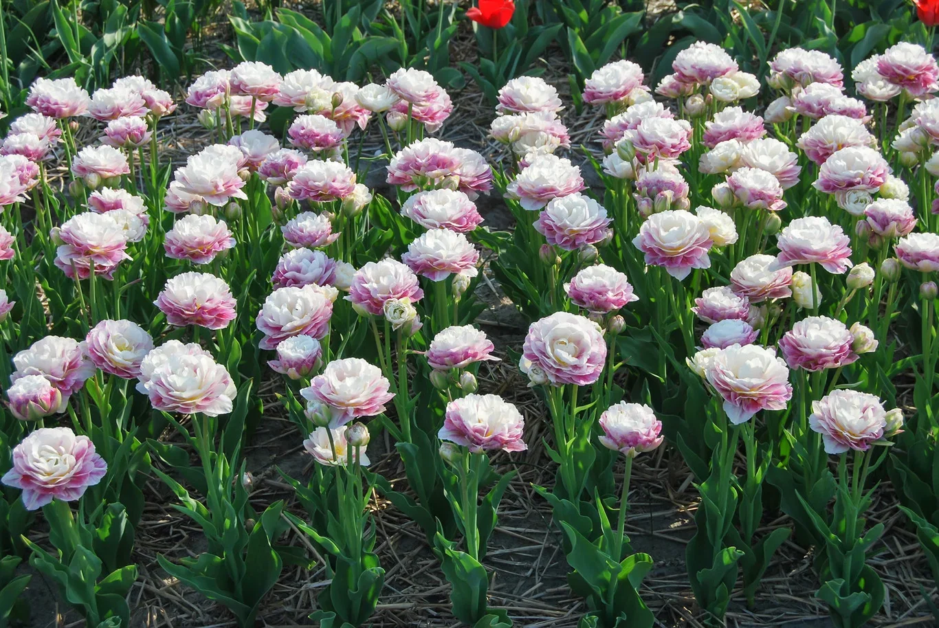 Tulipa Double Late Double Surprise