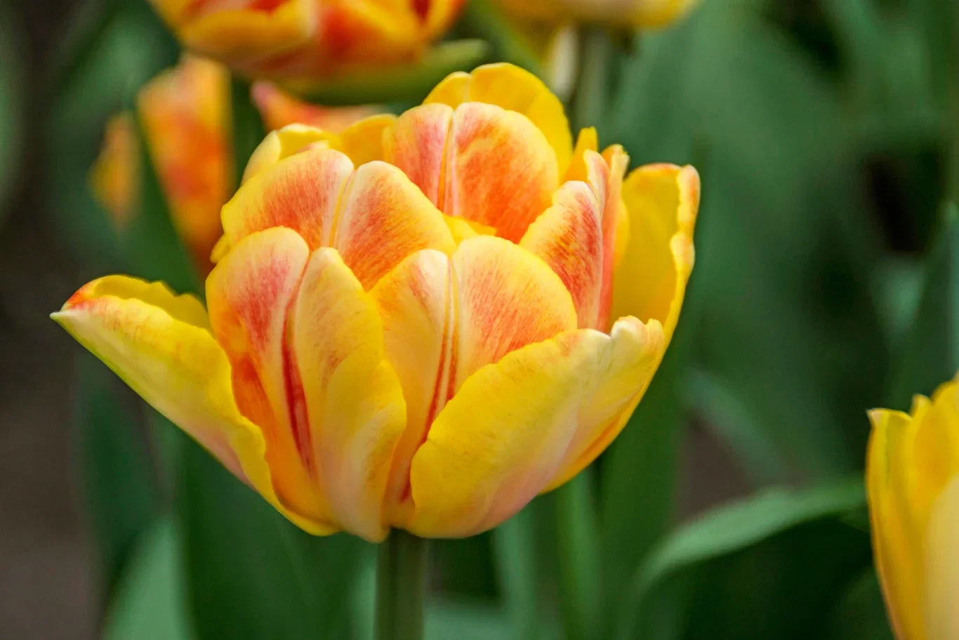 Tulipa Double Early Foxy Foxtrot - 6 bulbs