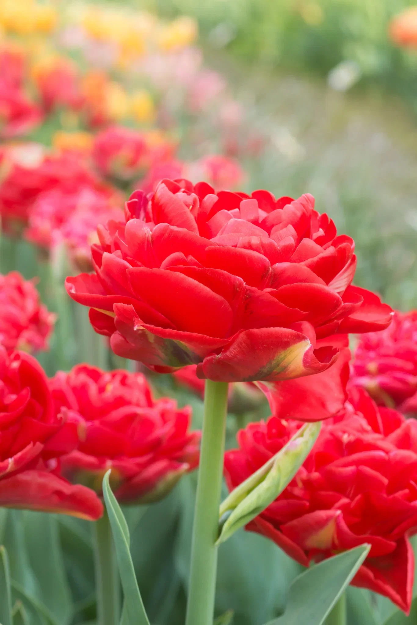 Tulip Double Early Pamplona 15 bulbs