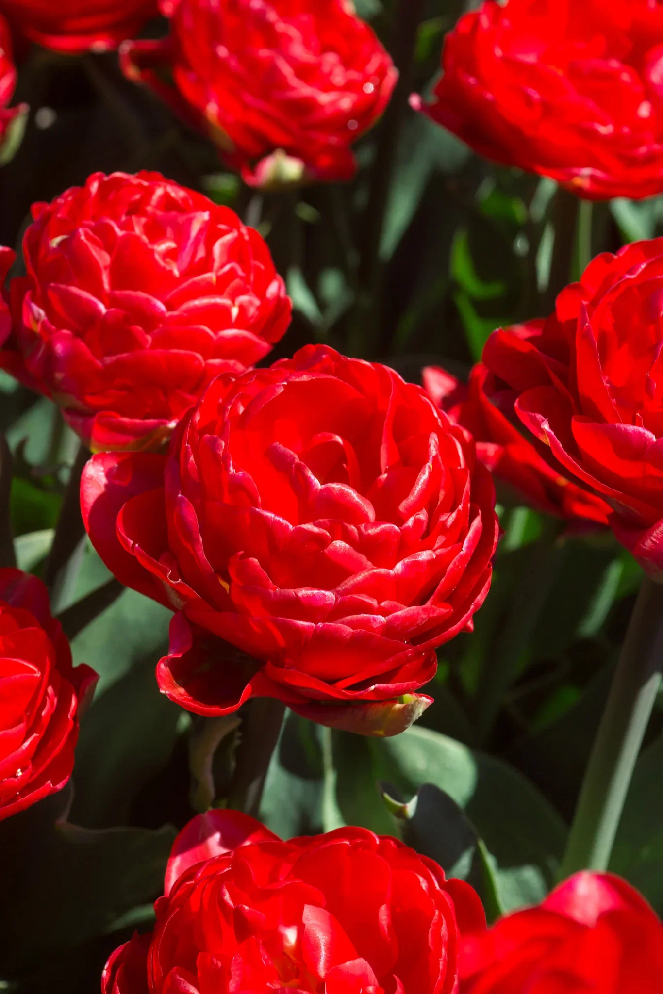 Tulip Double Early Pamplona 15 bulbs