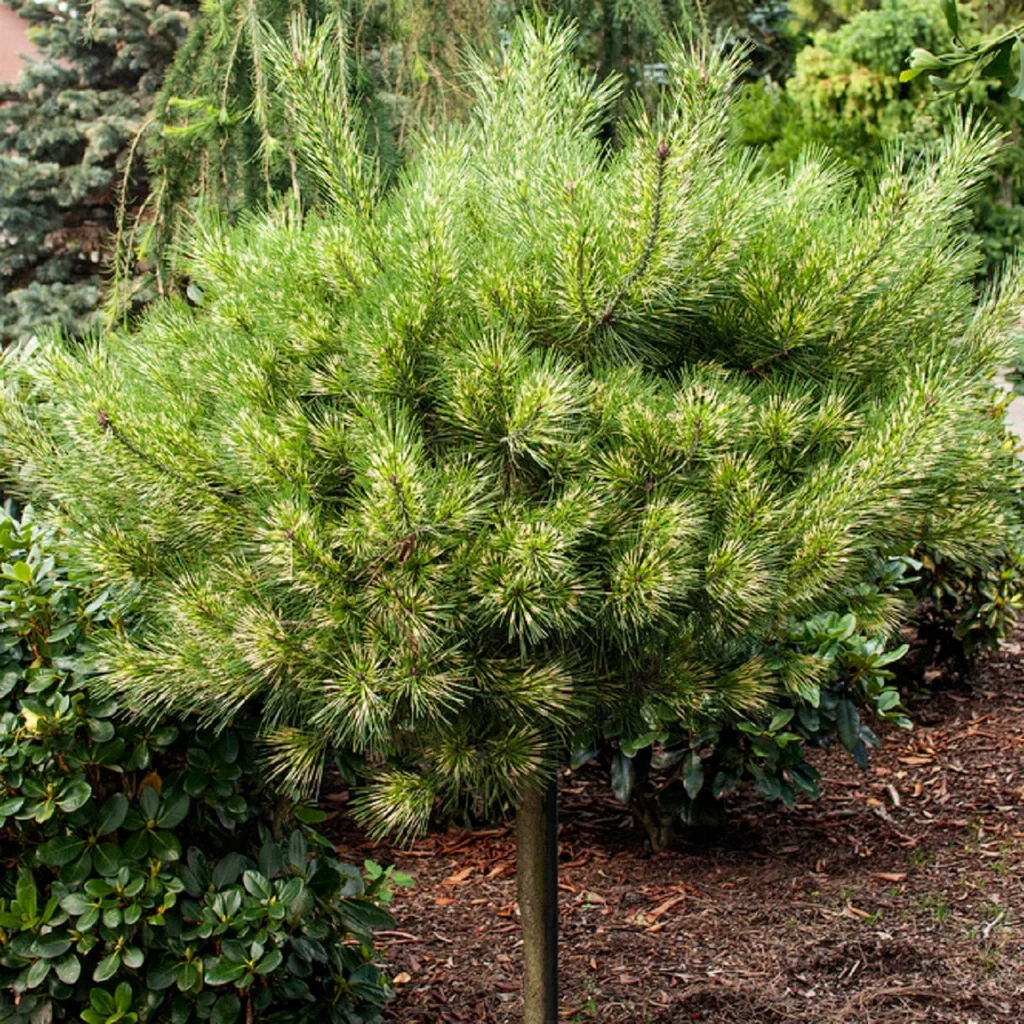Pinus densiflora 'Low Glow' 60cm stem 46CM