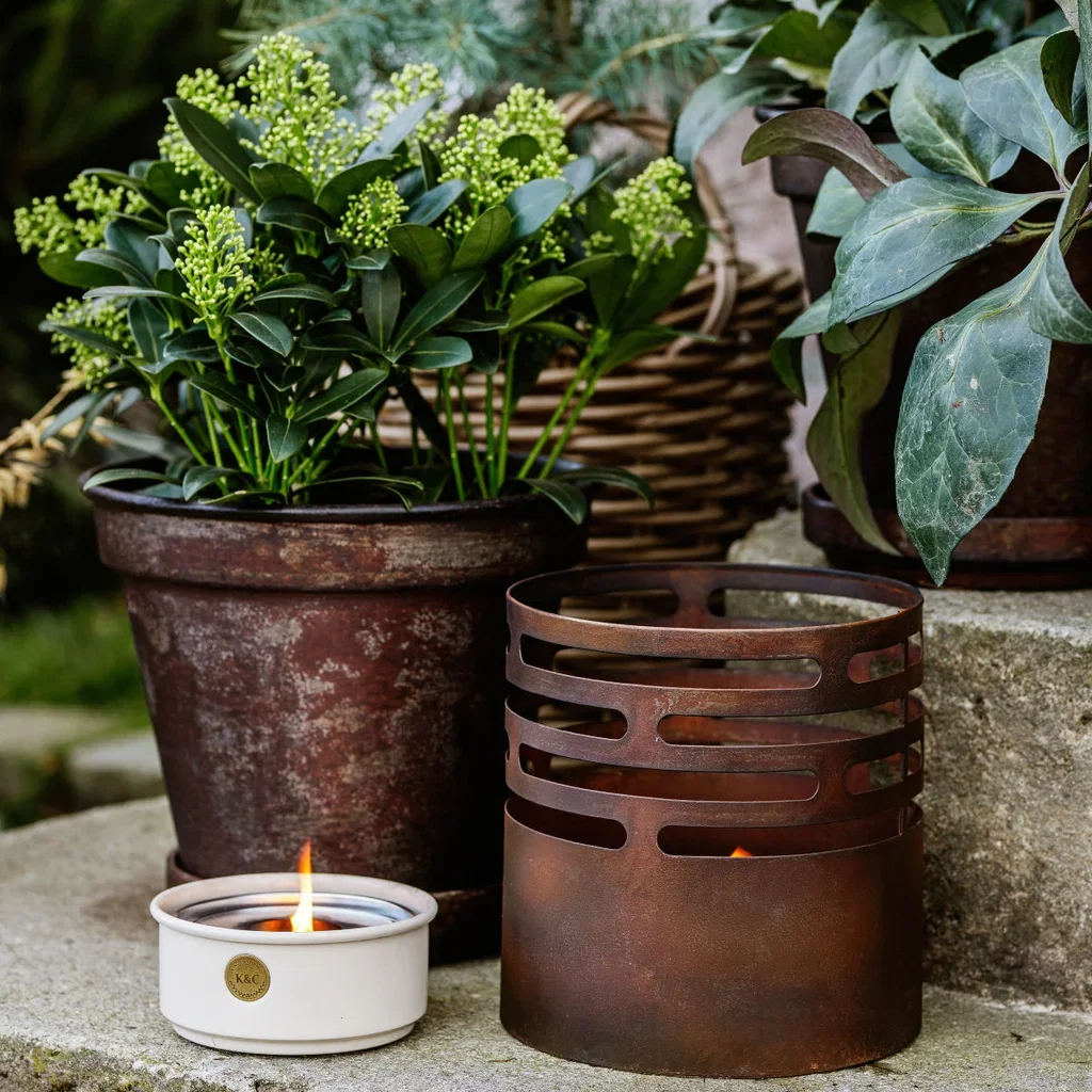 Skimmia j. 'Finchy' 15+ 15 cm