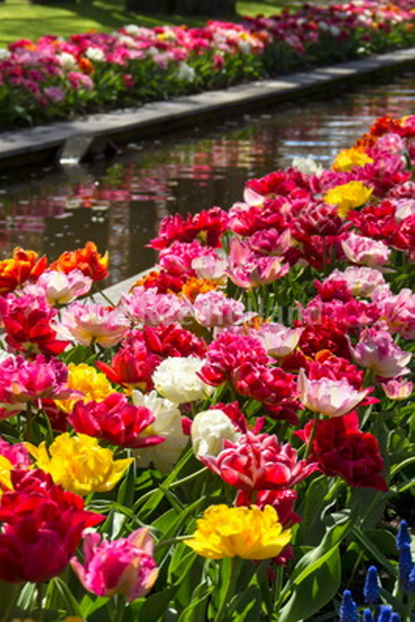 Tulipa Double Late Mix - 6 bulbs