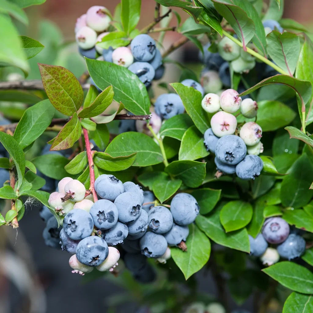 Vaccinium corymbosum 'Bluecrop' 2L