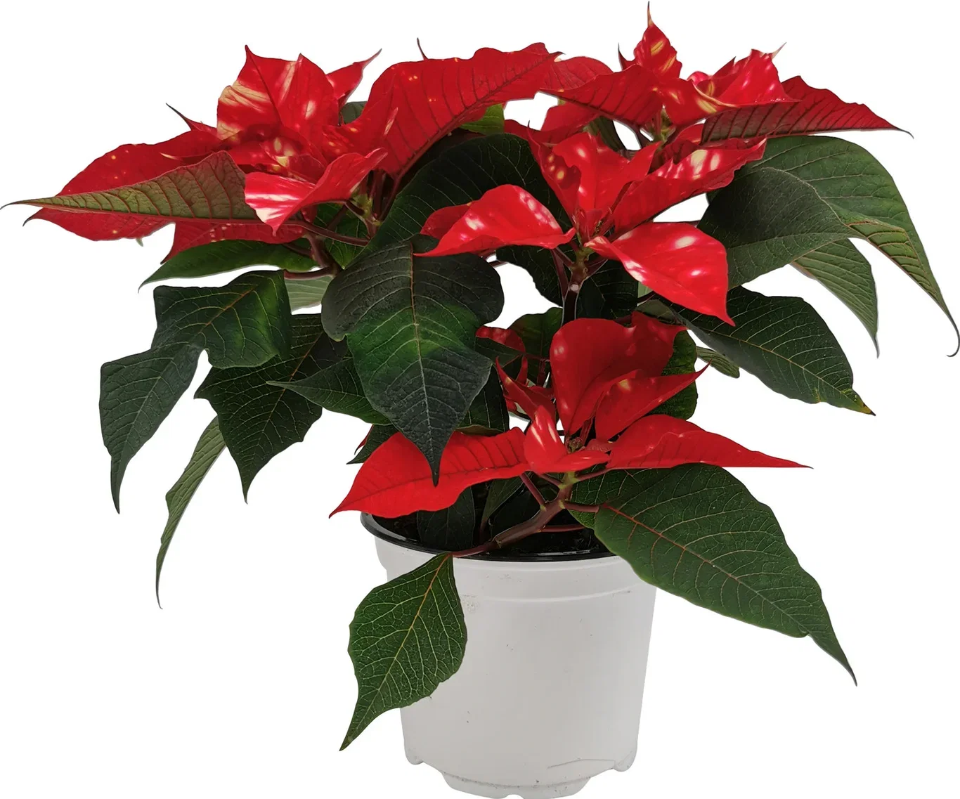 Julestjerne 'SkyStar'