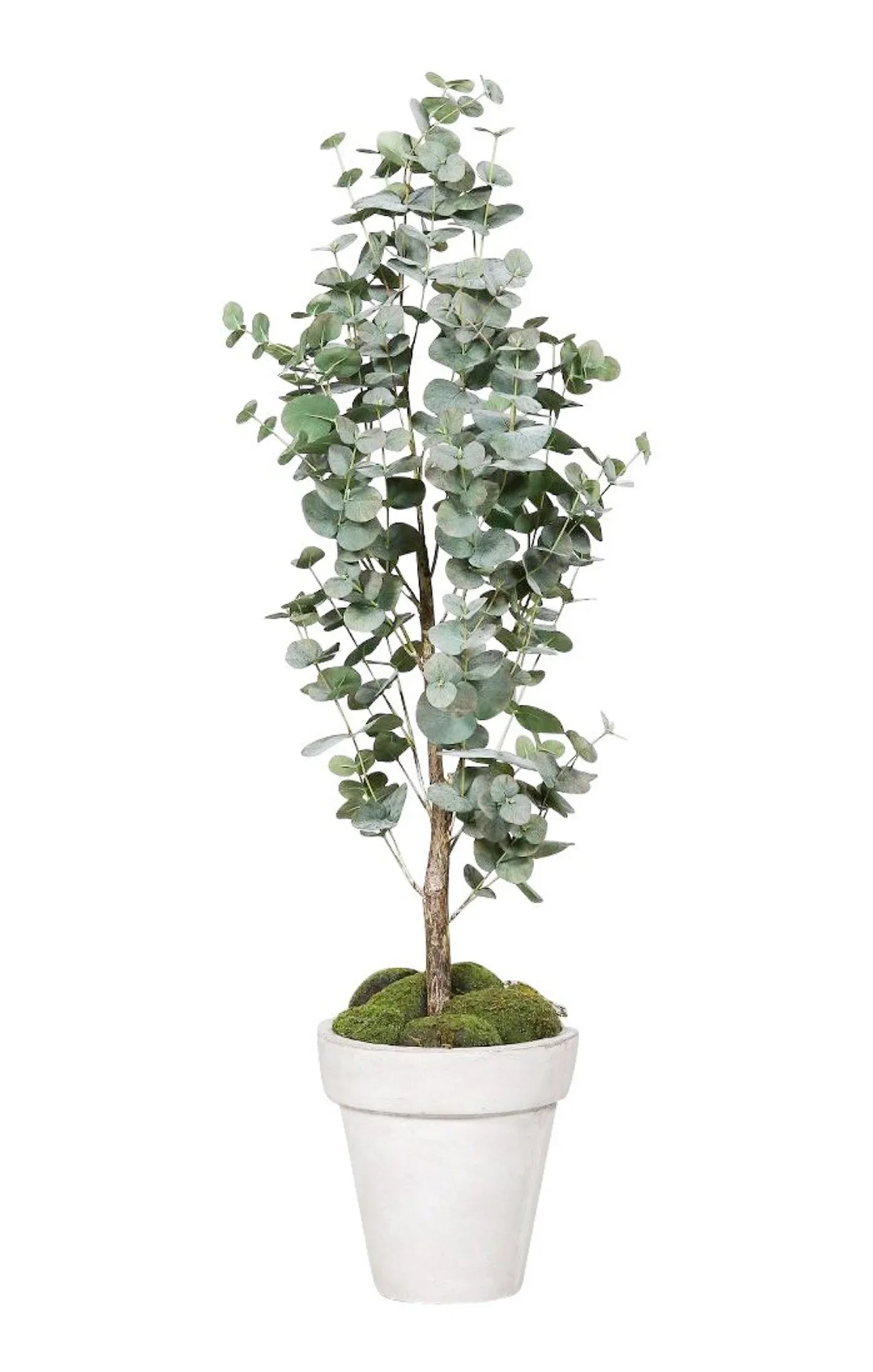 Eukalyptus kunstig