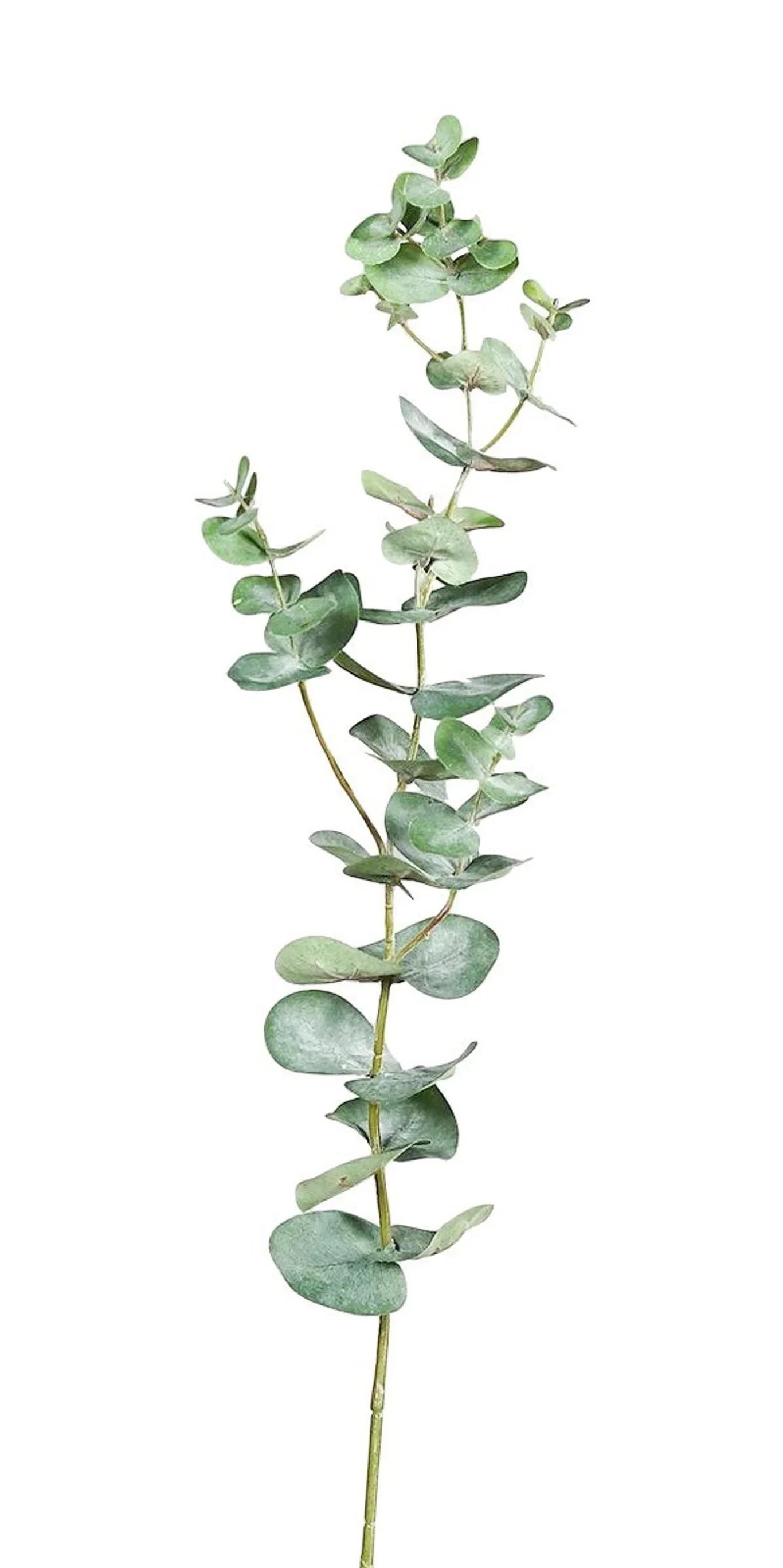 Eukalyptuskvist kunstig