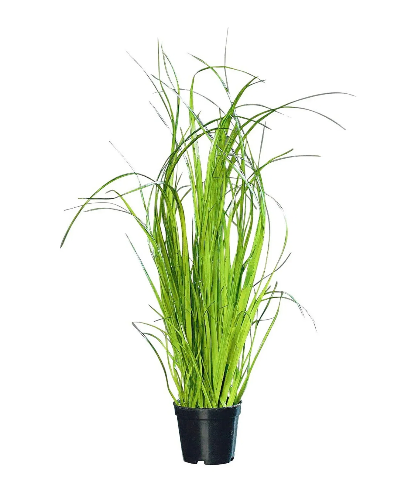 Grass in pot H35 green
