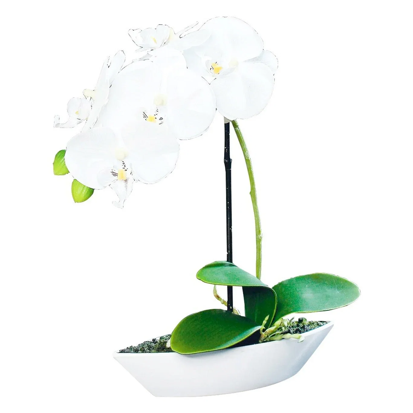 Orchide in ceramic pot H28 white