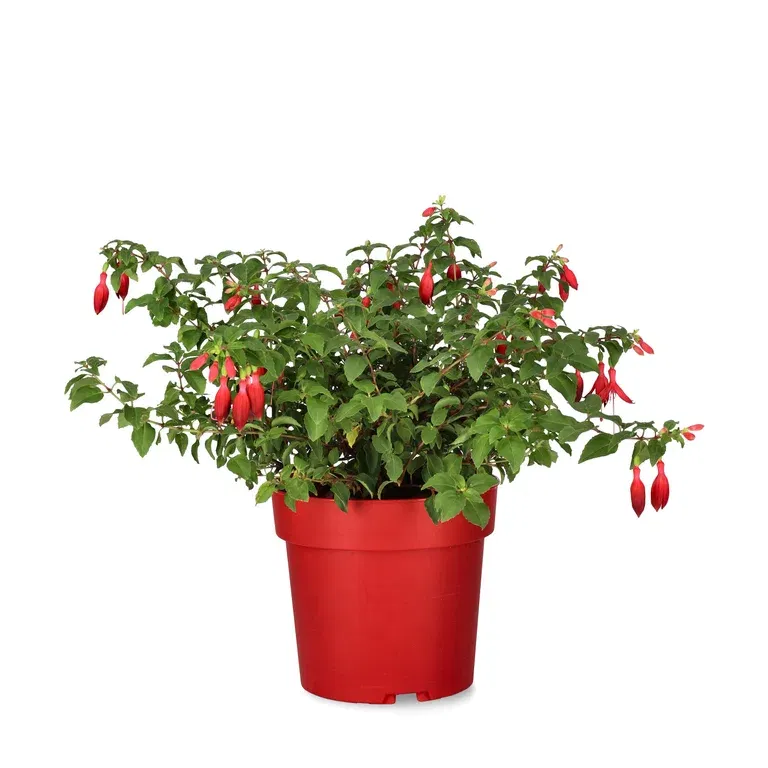 Fuchsia 'Chili Red' 19 cm