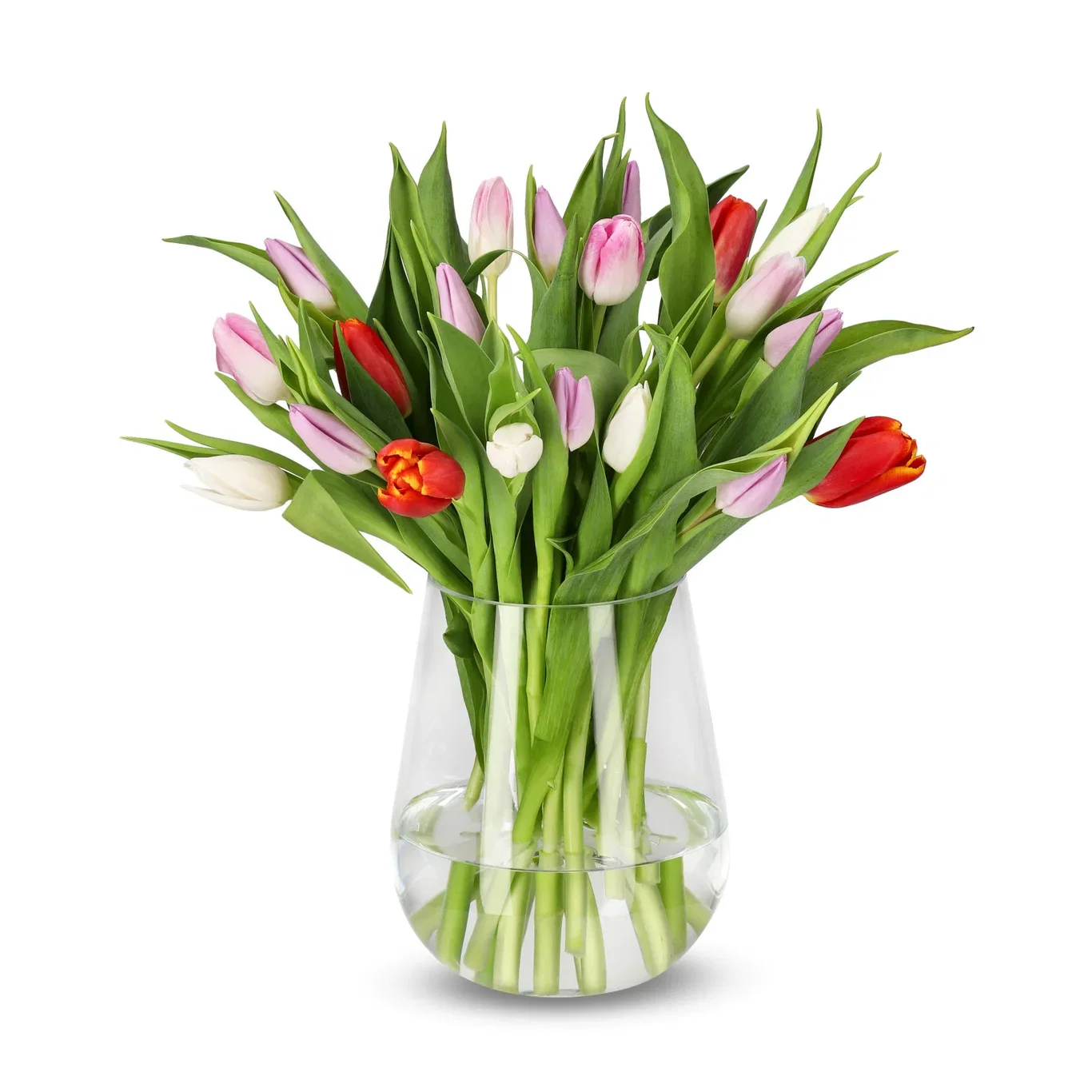 Tulipaner 20-pakning