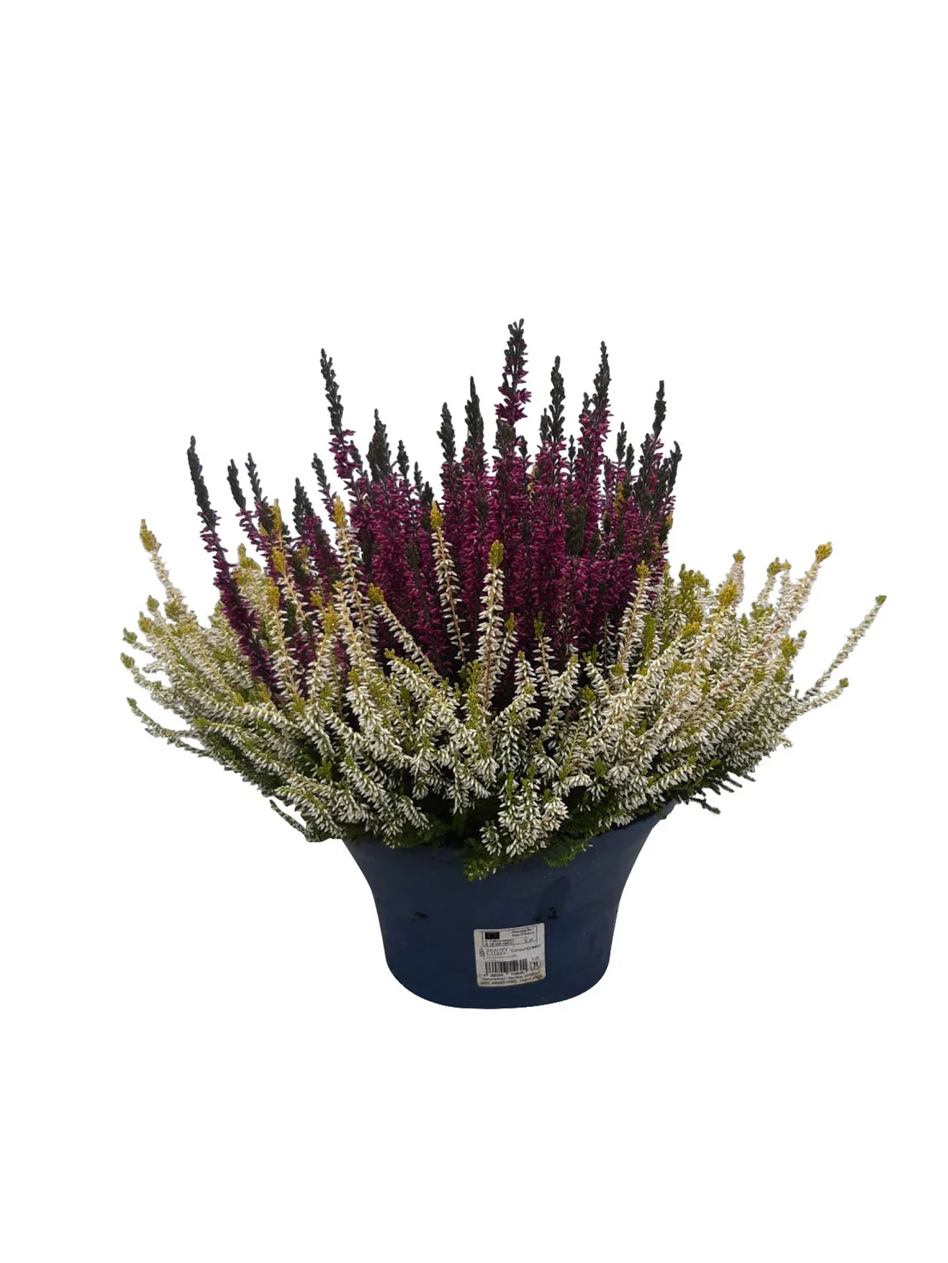 Røsslyng BEAUTY LADIES 'Color Crown' i skål