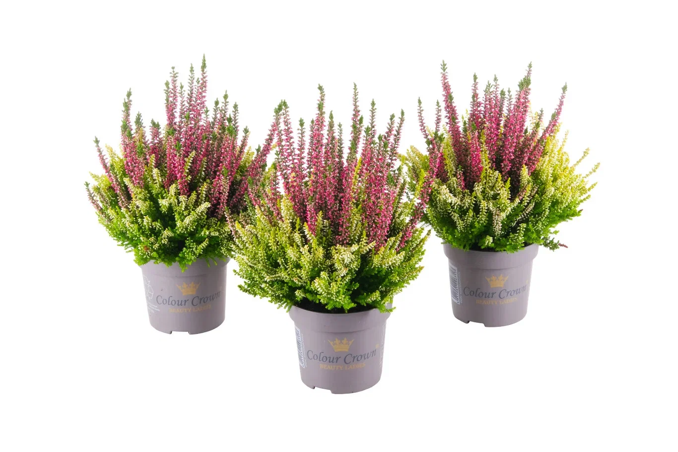Røsslyng BEAUTY LADIES 'Color Crown' i skål