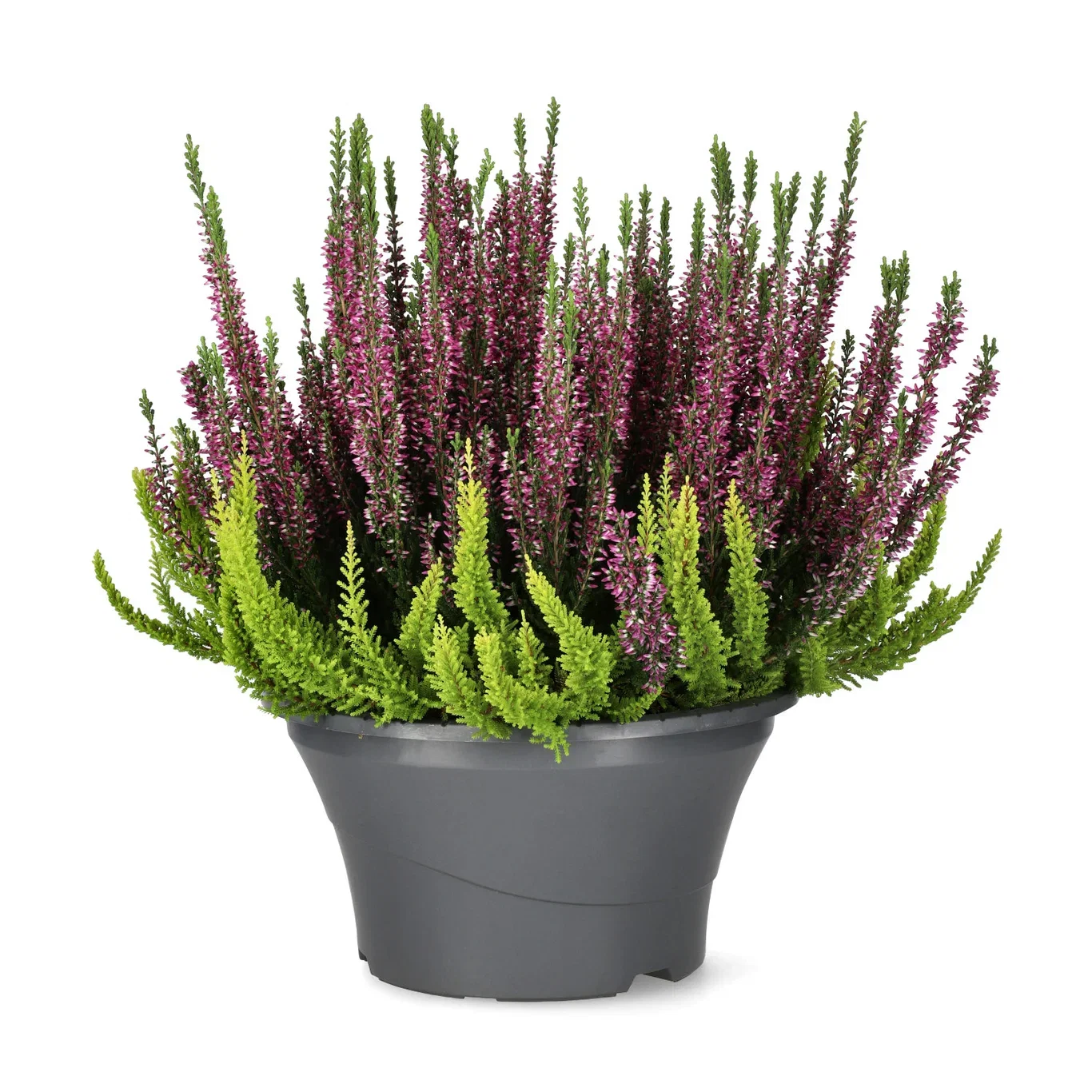 Røsslyng BEAUTY LADIES 'Color Crown' i skål