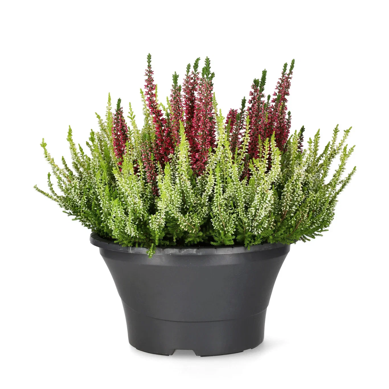 Røsslyng BEAUTY LADIES 'Color Crown' i skål
