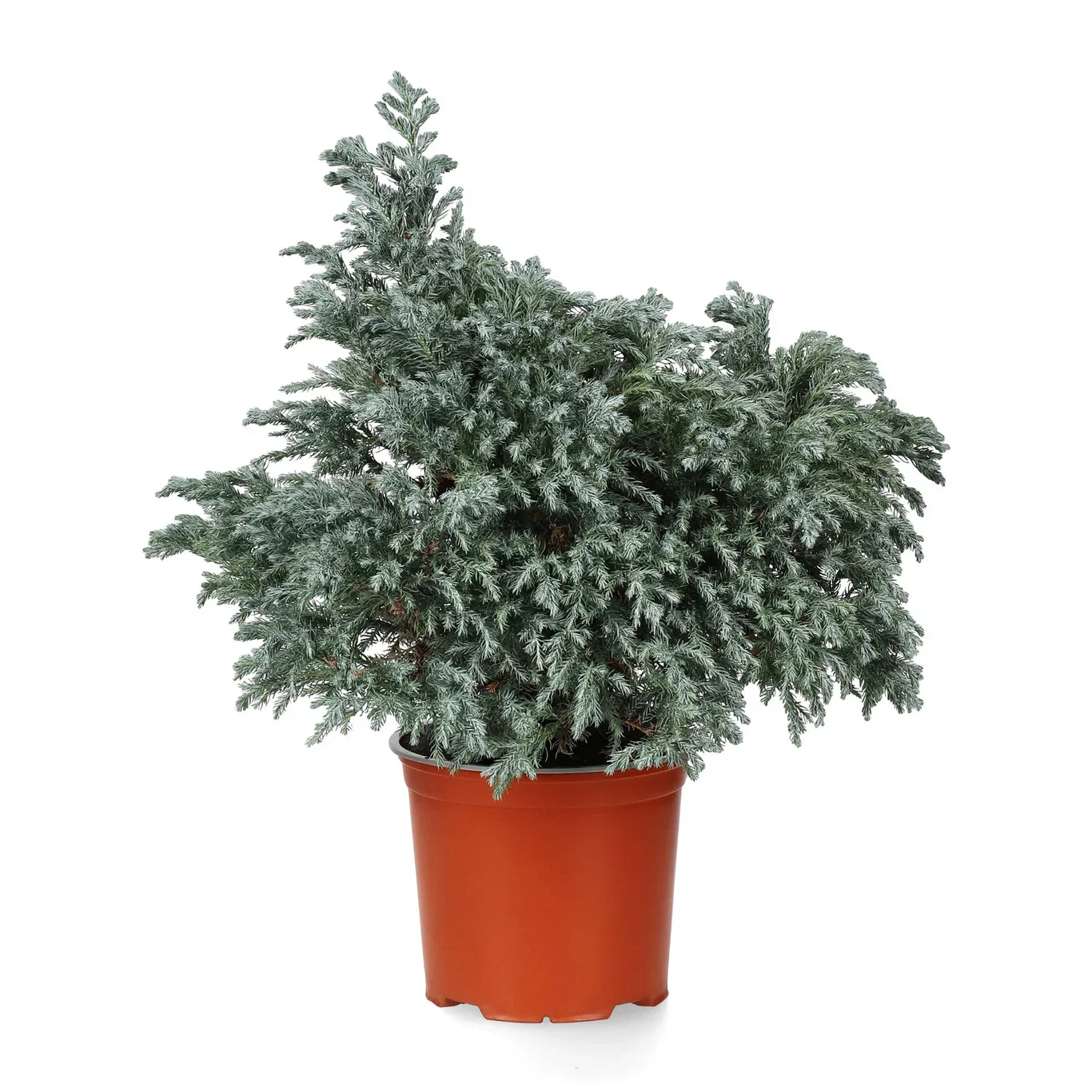 Krus-sypress 'Sky Blue'