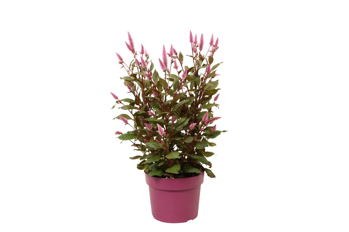 Celosia c. 'Wild Pink' 19 cm