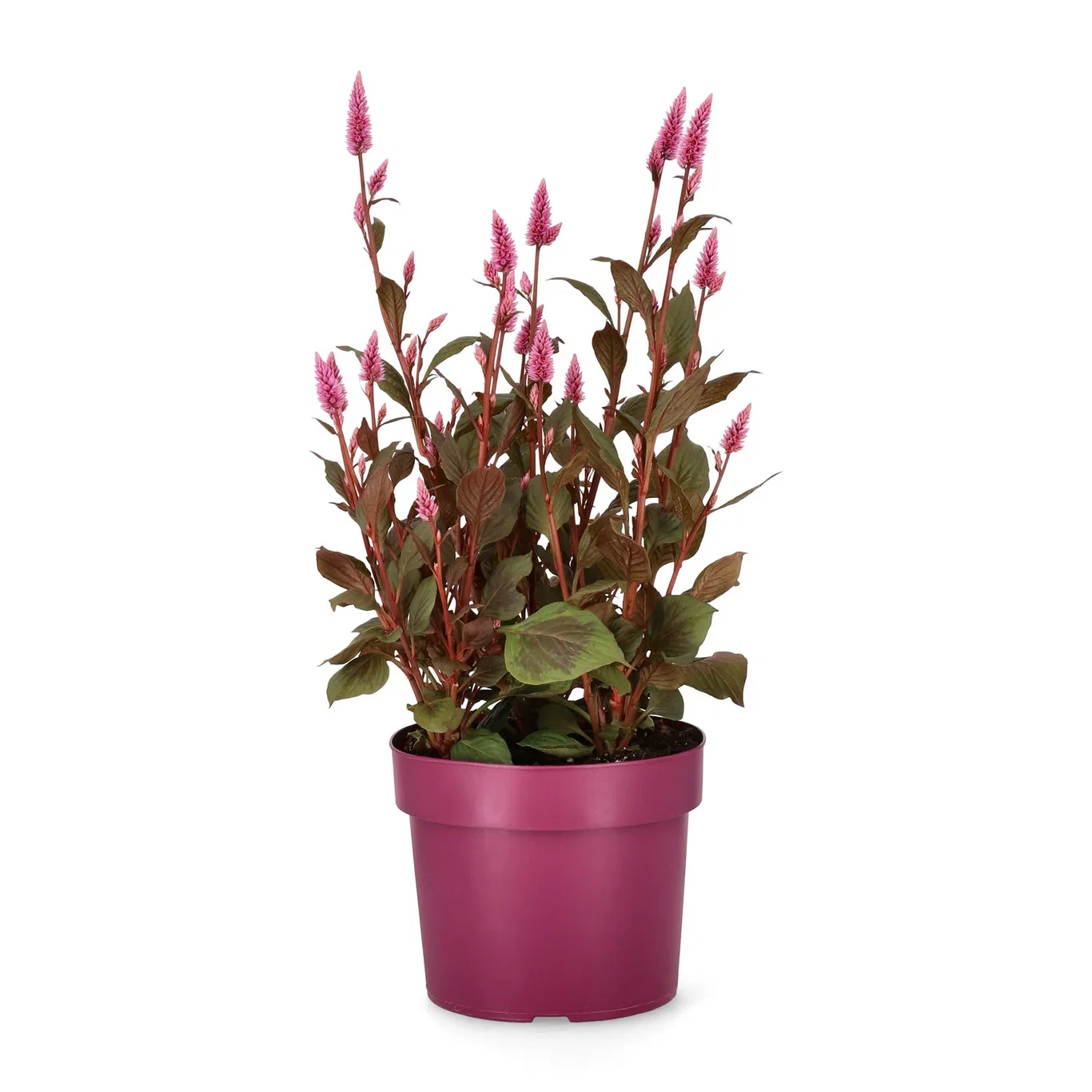 Celosia c. 'Wild Pink' 19 cm