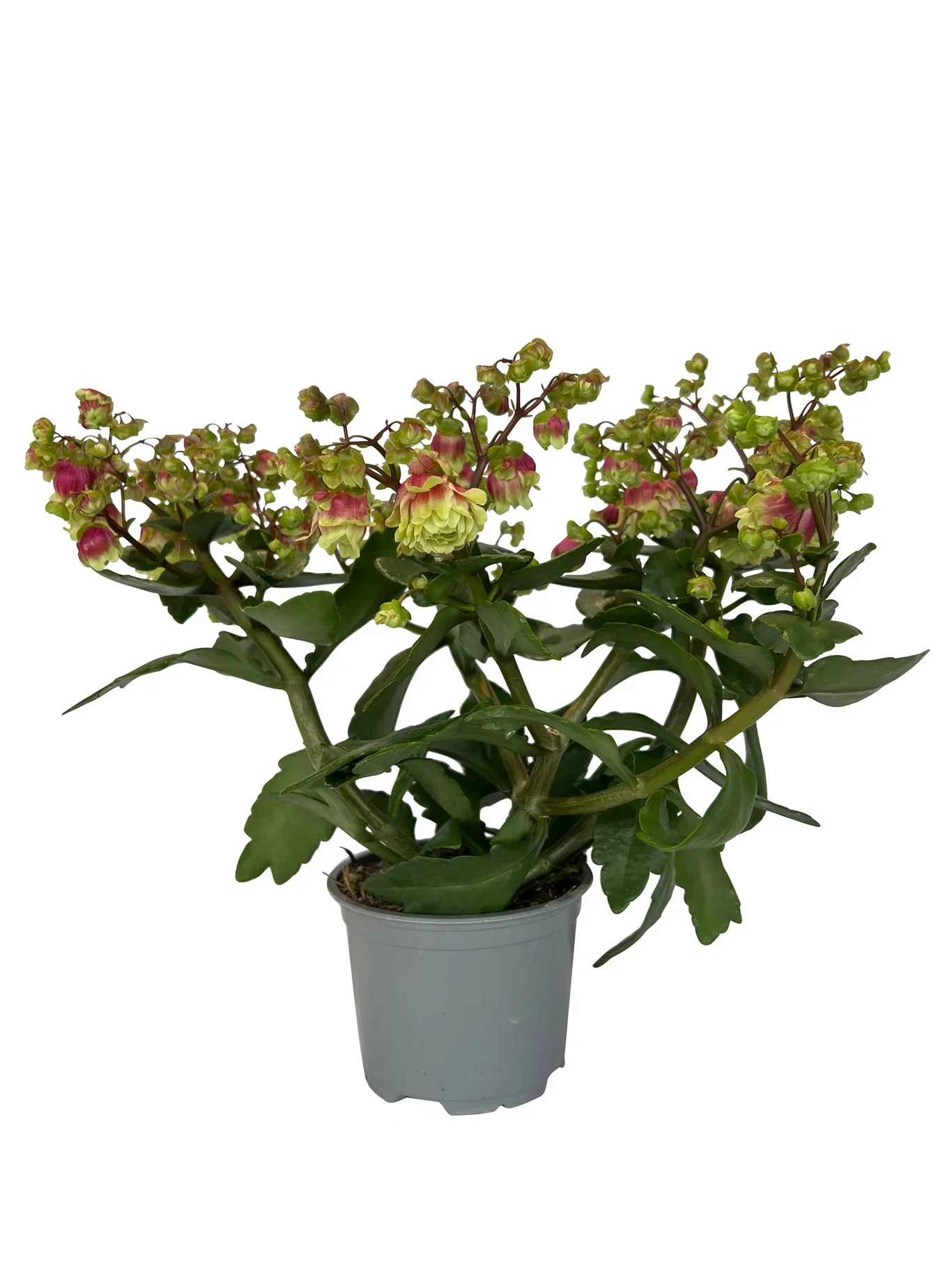 Kalanchoe 'Dolly'