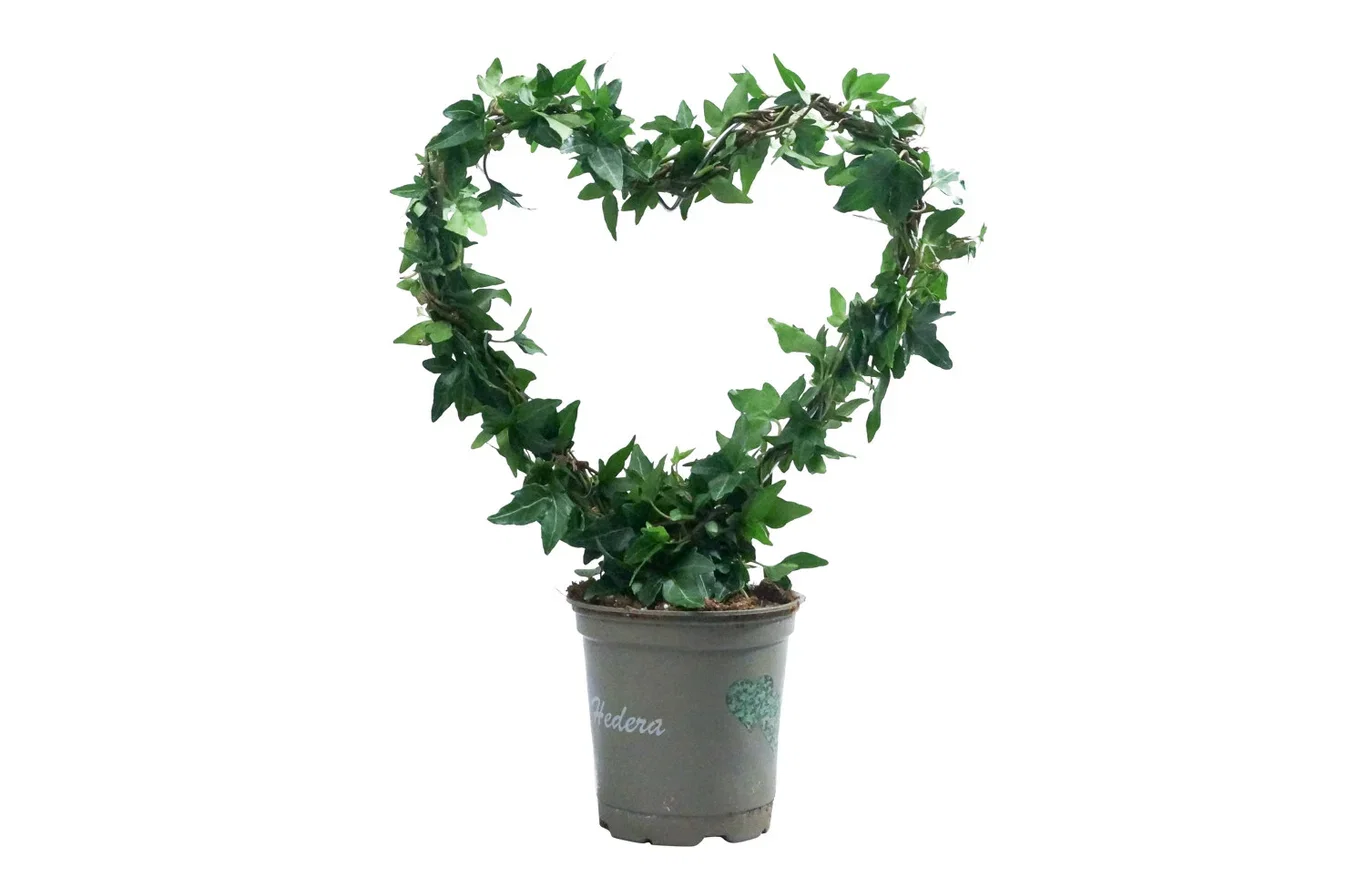 Hedera Helix heart bow small 12 cm