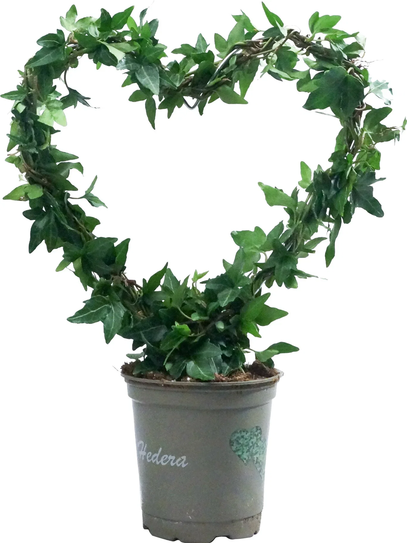 Hedera Helix heart bow small 12 cm