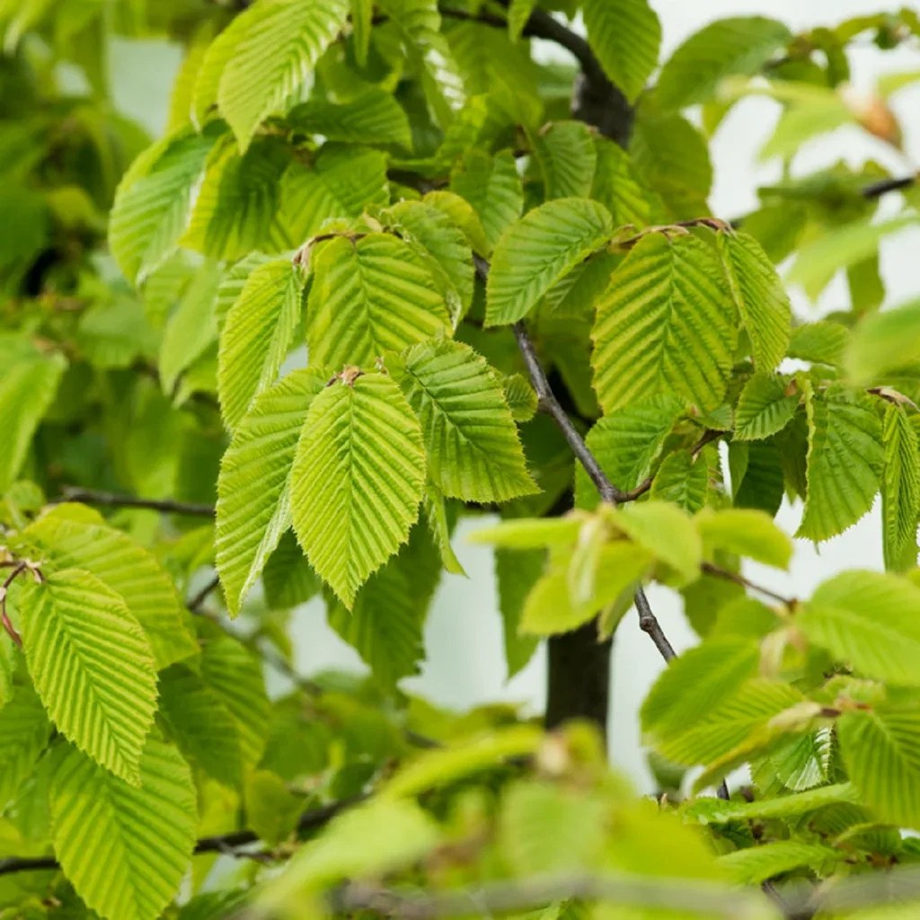 Carpinus betulus 10-pack 4,5L